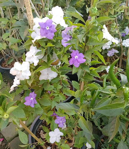 พุดสามสี